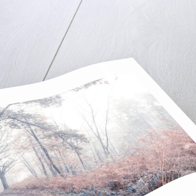 Misty forest by Assaf Frank